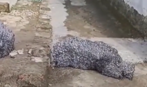 Cuplikan layar 2025-10-29 101839