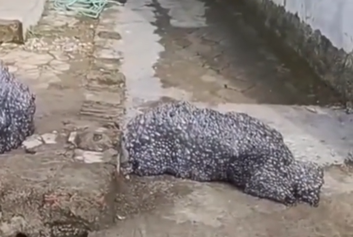 Cuplikan layar 2025-10-29 101839